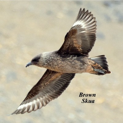 Brown Skua